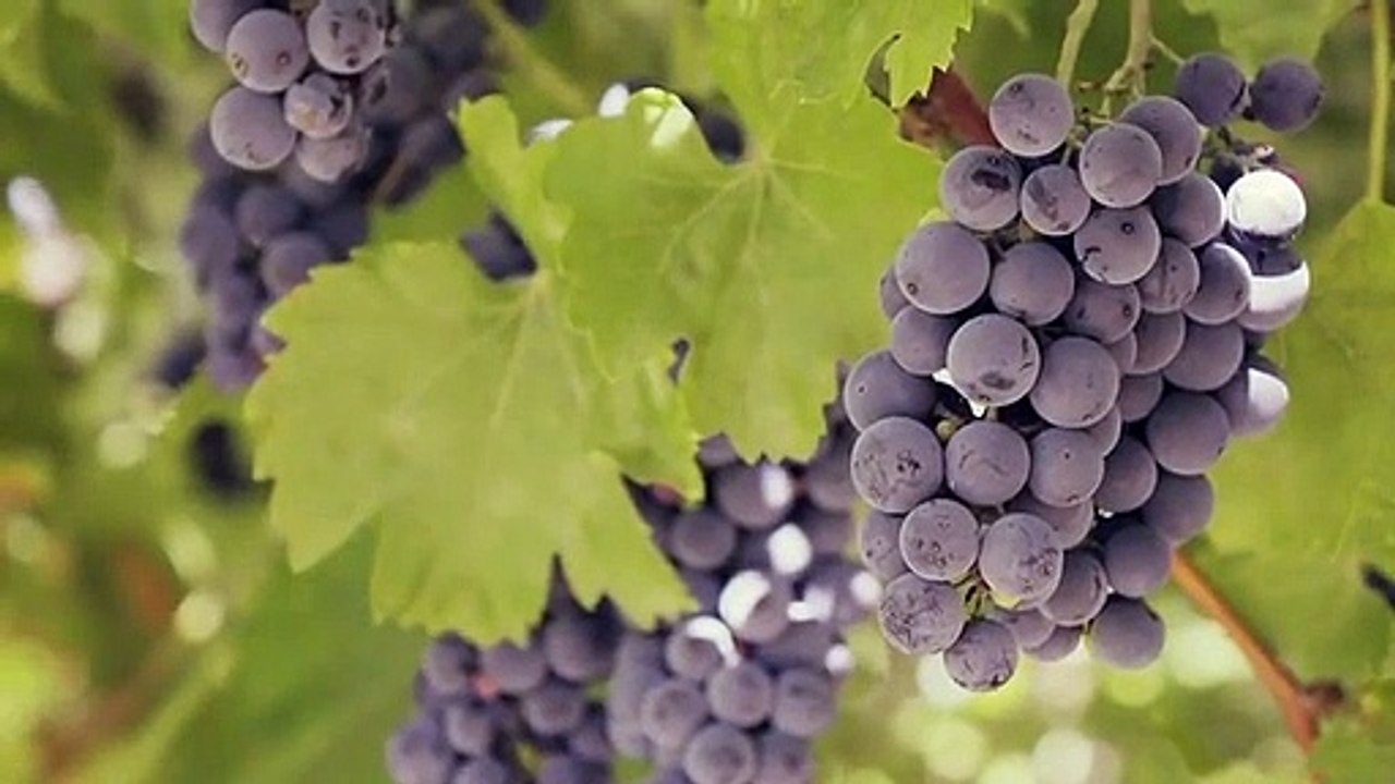 Árboles de uva populares en España | Árboles de uva