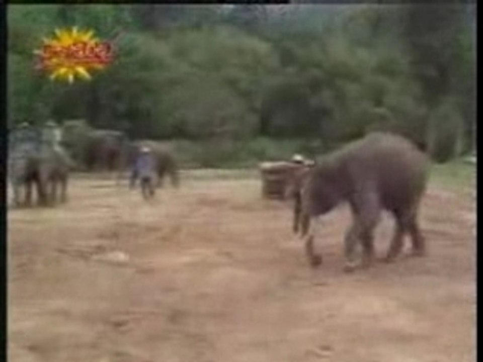 Zidane version Elephant
