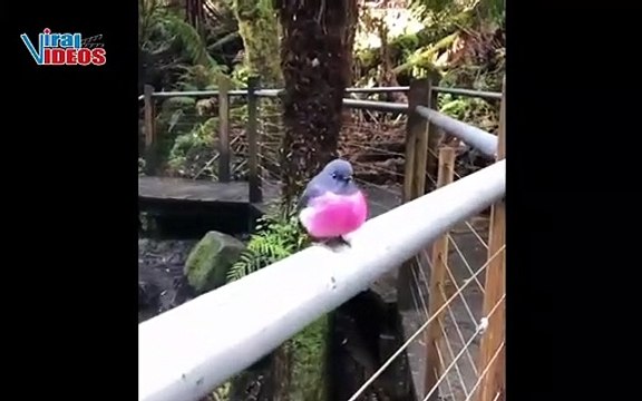 Most Popular Colorful and Cute Birds Compilation 2020 | Birds Compilation for New Year 2020