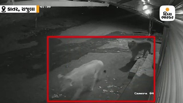 રાજુલાના કાતર ગામમાં બે સિંહ ઘૂસ્યા, શેરીમાં ફરતાં સિંહ CCTV કેમેરામાં કેદ