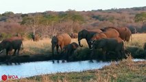 Elephant Mother Cry When Crocodile Eats Her Baby