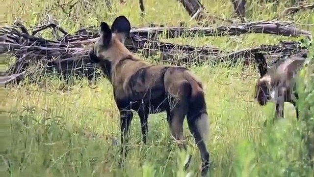 Elephant save baby from wild dog hunting Wild Dog vs Elephant Aniamals Save Another Animals