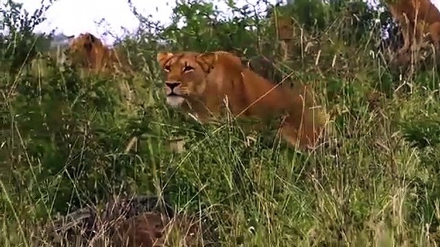 Elephant Saved Buffalo From Lion - Big Cat Attacks Compilation - Animals Attacks