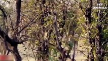 Elephant Save New Born Baby From Lion - Amazing Attack of Animals   Lion Video National Geographic