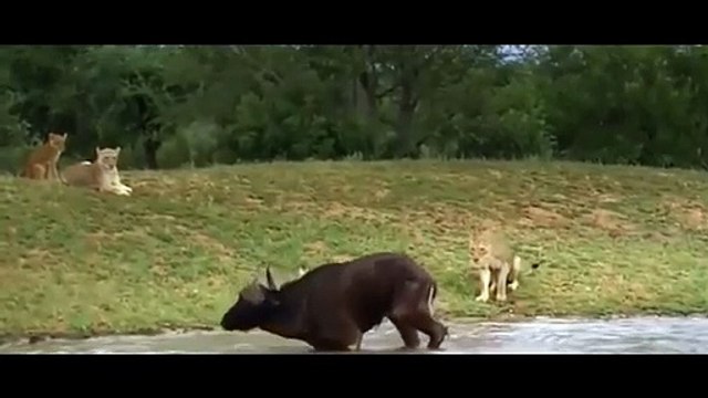 Elephant Saved Buffalo From Lion - Elephant Vs Lion Big Cat Attacks Aniamals Save Another Animals