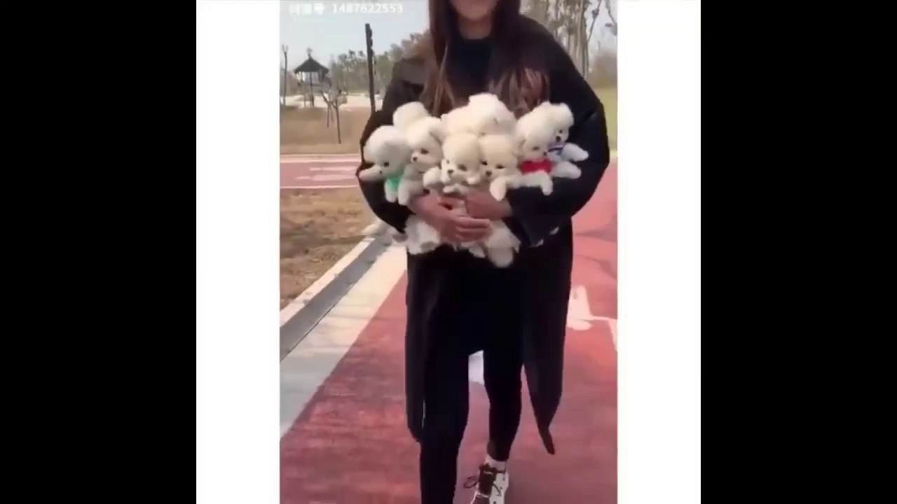 CUTEST_ANIMALS_ VIDEOS