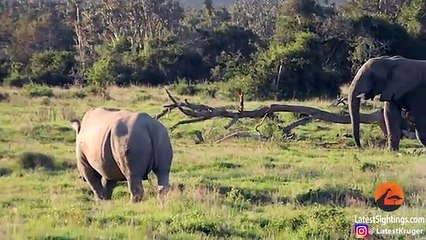 Elephant Shows Rhino Who's Boss!
