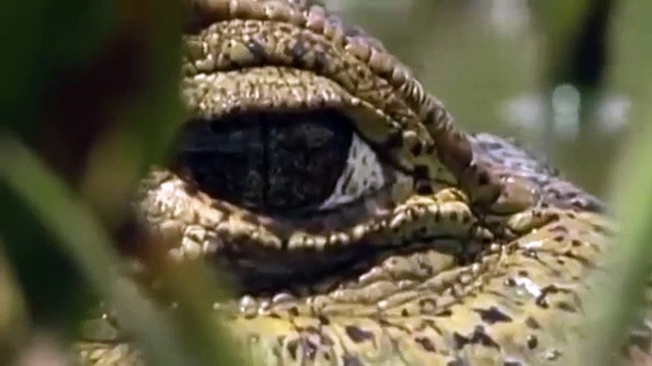 Elephant Saves Baby Elephant from Crocodile   Elephants rescue Elephants from Animal Attack