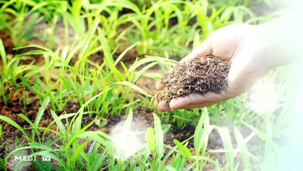 يوميات الفلاح - 01/01/2020