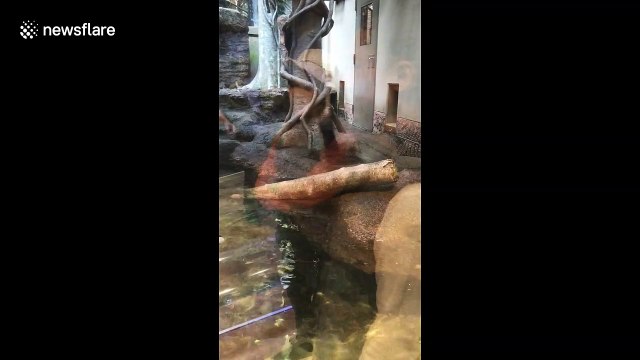 Otter hilariously spins round and round on rope at Japanese zoo