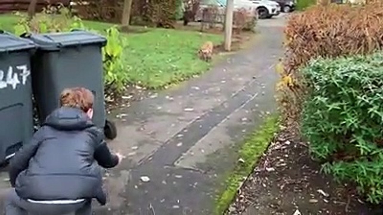 Friendly fox being fed in Edinburgh