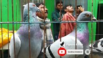 New pigeons hat video Dhaka Bangladesh