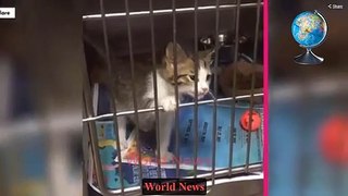What the duck This cat has animal lovers quacking up (Video) World News