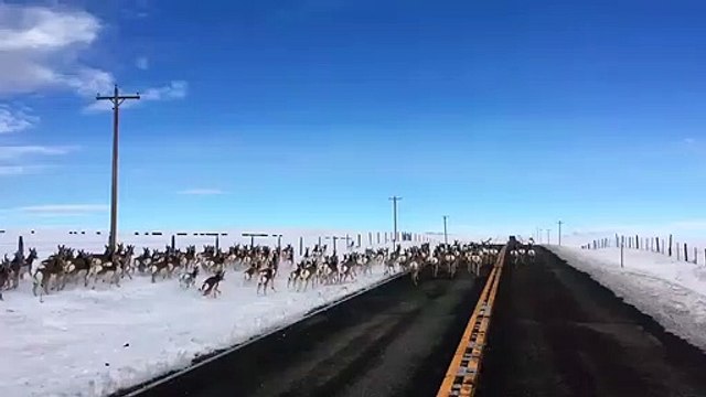 Incroyable : il croise des dizaines d'antilopes sur la route !