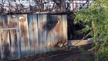 Strage di scimmie in uno zoo tedesco. Incendio causato da lanterne cinesi