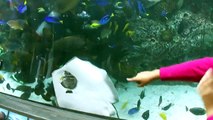 Pas si simple de manger un poisson pour une raie dans un aquarium