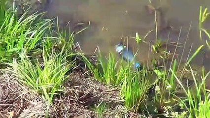 Family Fun with Cute Kid Genevieve Playing at Playground-