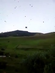 Graban esta escalofriante 'lluvia de arañas' en Brasil