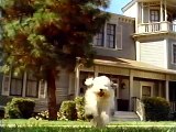 Shaggy Dog 1994 Transformations