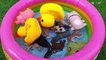 Learn Farm Animals Sea Animals and Wild Animals Names With Water Pool