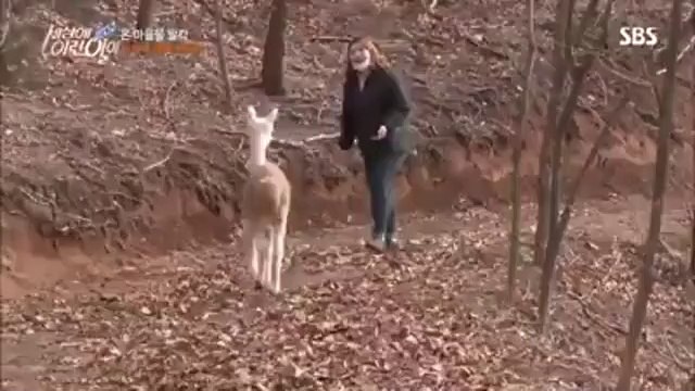 알파카 (Alpaca, Vicugna pacos)