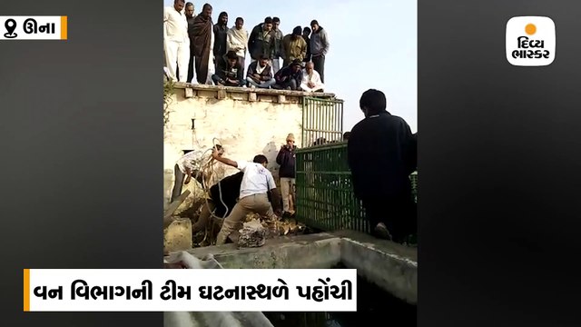 ઉનાના વાવરડા ગામે 30 ફૂટ ઉંડા ખુલ્લા કૂવામાં સિંહબાળ ખાબક્યું