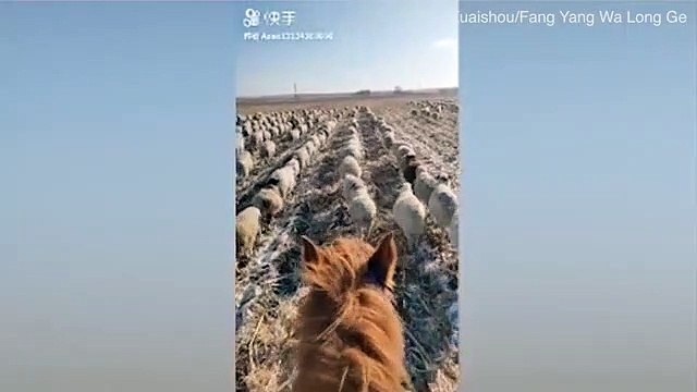İzlenme rekorları kırdı! Çoban, koyunlara askeri düzende yürümeyi öğretti