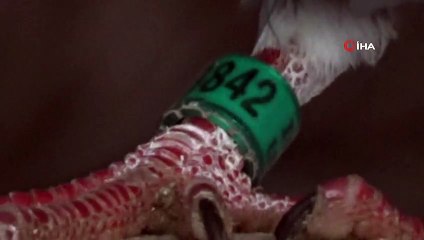 Yüksekova’da ‘Iraq Union 2017’ halkalı posta güvercini bulundu