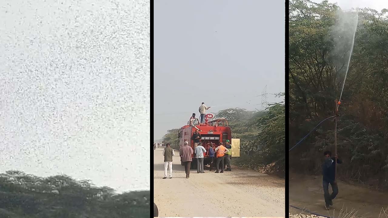 राजस्थान में अब यहां तक आ गईं टिड्डियां, मंत्री ने कहा- 'ये प्राकृतिक आपदा है
