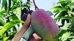 China Fruits Chinese | Chines Fruit compilation 2020