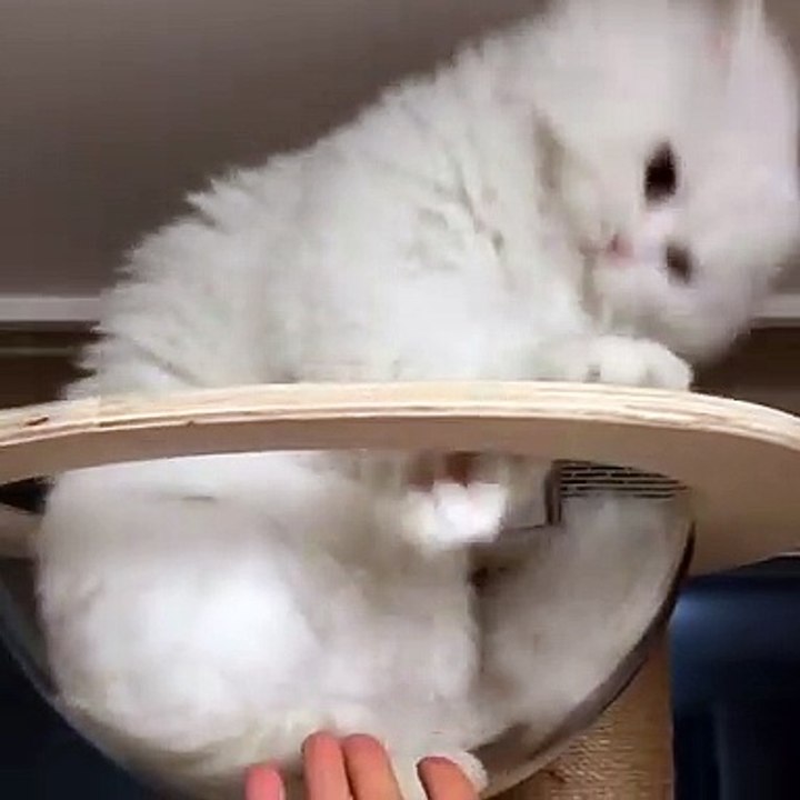 Cute, Beautiful, White Persian Cat || Cuteness overloaded || Nature is Beautiful