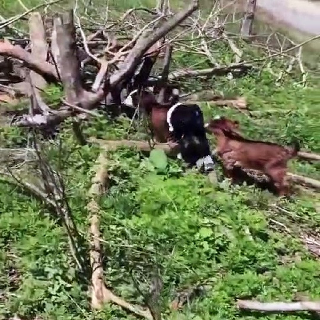 ⁣Goats & Baby Goats Video Compilation 2020 | Cute Baby Goats