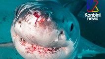 Plongée en cage avec les requins : torture animale et désastre environnemental