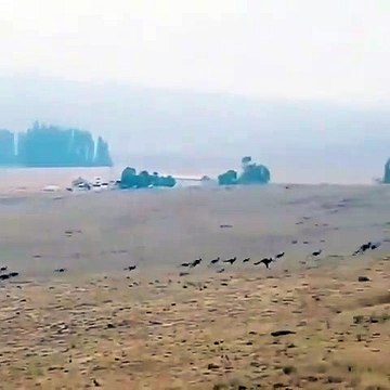 Ces kangourous s'éloignent de la forêt en feu de Monaro
