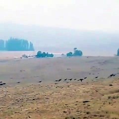 Ces kangourous s'éloignent de la forêt en feu de Monaro