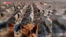 Çinli çoban koyunlara askeri düzende yürümeyi öğretti