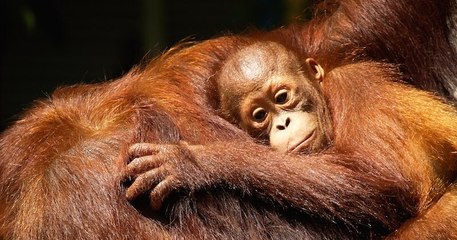 En Allemagne, l'incendie d'un zoo tue une trentaine de singes