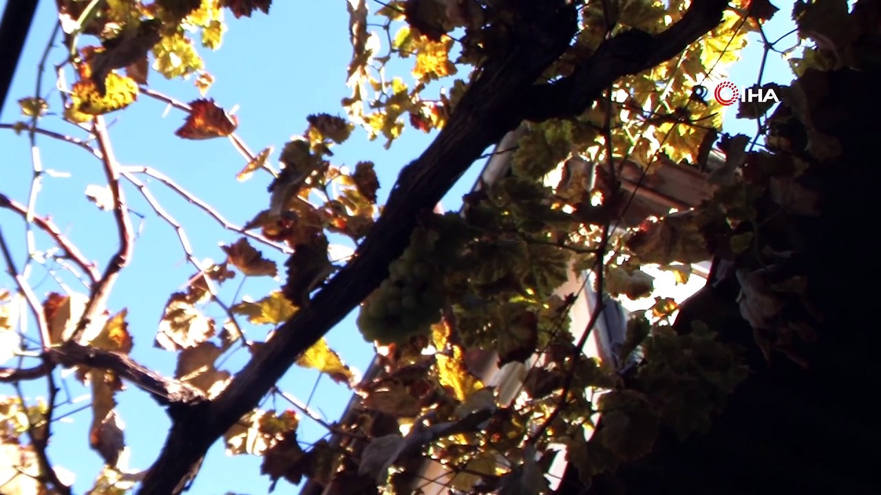 Asma kış ortasında üzüm verdi