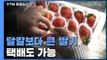 [녹색] 달걀보다 크고 맛있는 딸기...택배 가능 / YTN