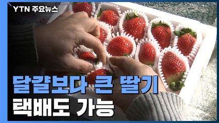 [녹색] 달걀보다 크고 맛있는 딸기...택배 가능 / YTN