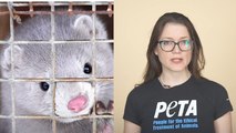 Comment faire la différence entre vraie ou fausse fourrure ? | Le Speech de Marie-Morgane Jeanneau, porte-parole de PETA France