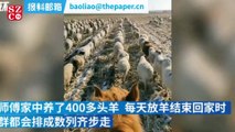 Çinli çoban, 400'den fazla koyununa askeri düzende yürümeyi öğretti