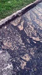 Video shows raw sewage leaking from Edinburgh manhole