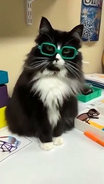 Une réaction assez drôle pour ce chat qui met des lunettes pour la première fois