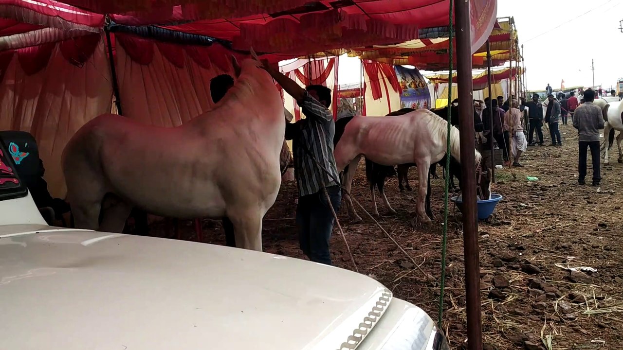 Malegaon yaatra (indian festival) horse dance  2020