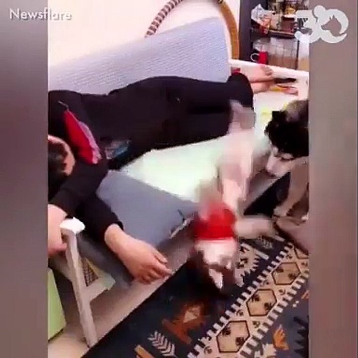 Si vous aimez les animaux, la vidéo pour le Nouvel An de "30 millions d'amis" va forcément vous faire craquer