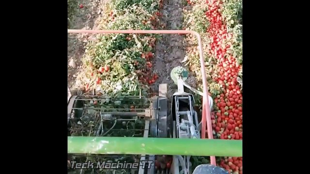 Amazing Modern Harvest Tomato Machines Working, Extreme Smart Farming Agriculture Technology On Farm