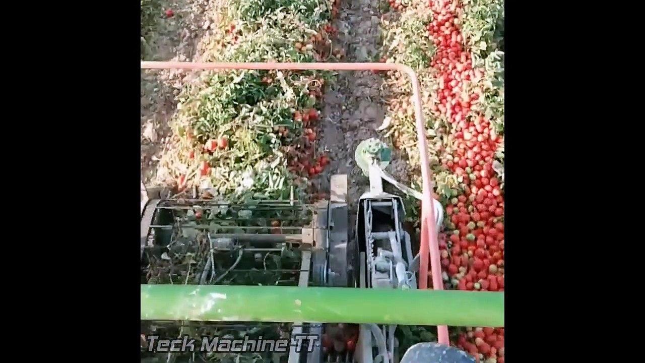 Amazing Modern Harvest Tomato Machines Working, Extreme Smart Farming Agriculture Technology On Farm