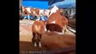 Amazing Technology Transportation Cow And Automatic Feeding At Smart Cowshed Farm