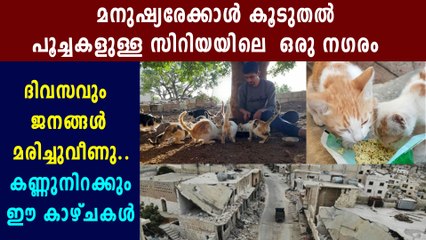 Kafr Nabl, the Syrian City with more cats than people | Oneindia Malayalam